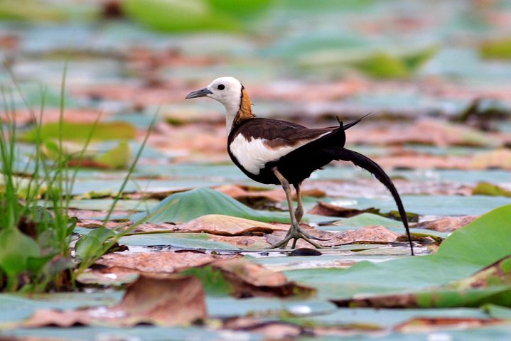 Full Day Safari at Bundala With Picnic Lunch from Hambantota Harbor - Photo 1 of 8